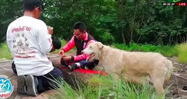 Cuccioli in una crepa nell’asfalto, la mamma li fa salvare